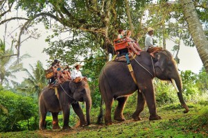bali elephant safari