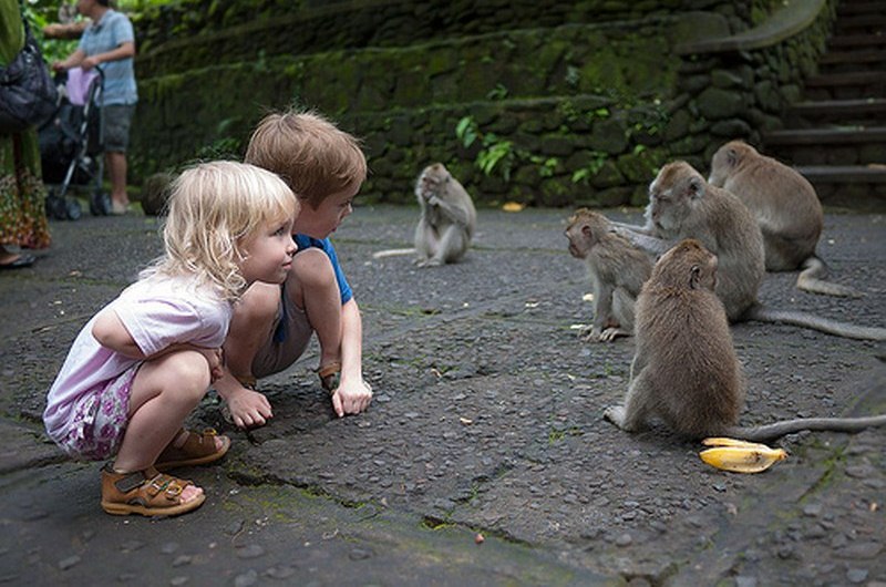 bali monkey forest