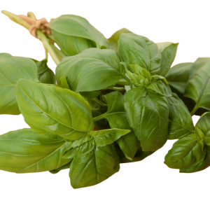 Basil (1 pax)
