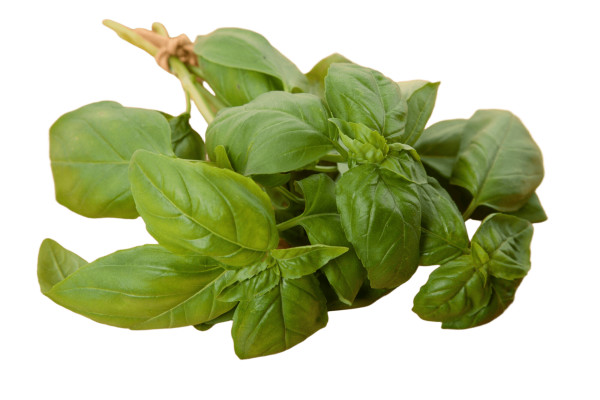 Basil (1 pax)
