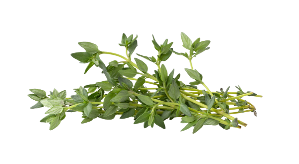 Thyme (1 pax)