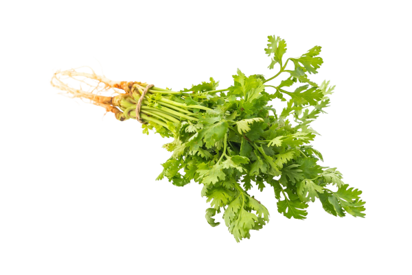 Coriander (1 hold)